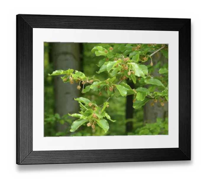 Framed Print : Beech branch with fresh shoots in spring Framed Print : Beech branch with fresh shoots in spring