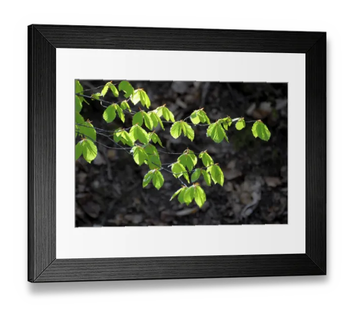 Framed Print : Freshly cut beech branch in the spring forest Framed Print : Freshly cut beech branch in the spring forest