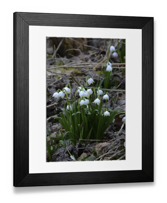 Framed Print : The early bloomer Marzenbecher