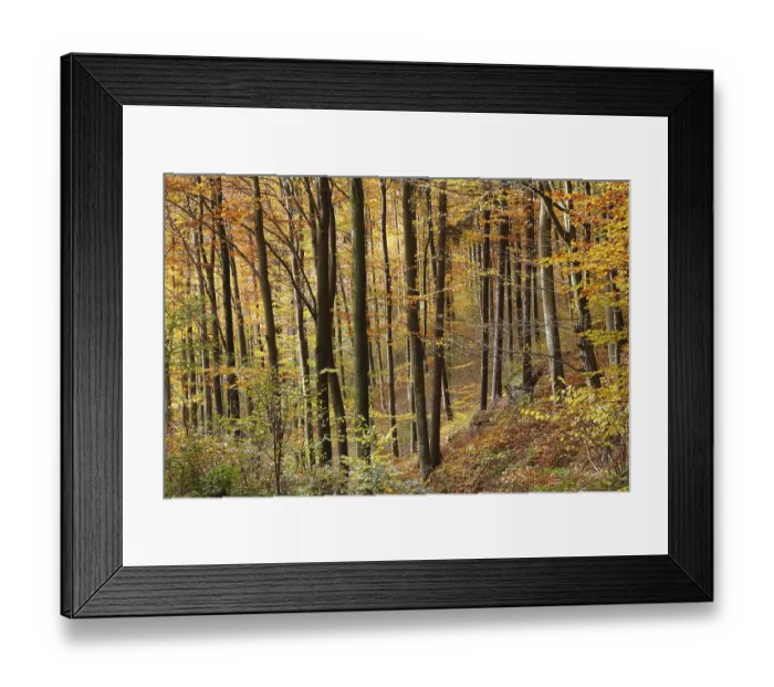 Framed Print : Autumnal deciduous forest, Aggstein Framed Print : Autumnal deciduous forest, Aggstein