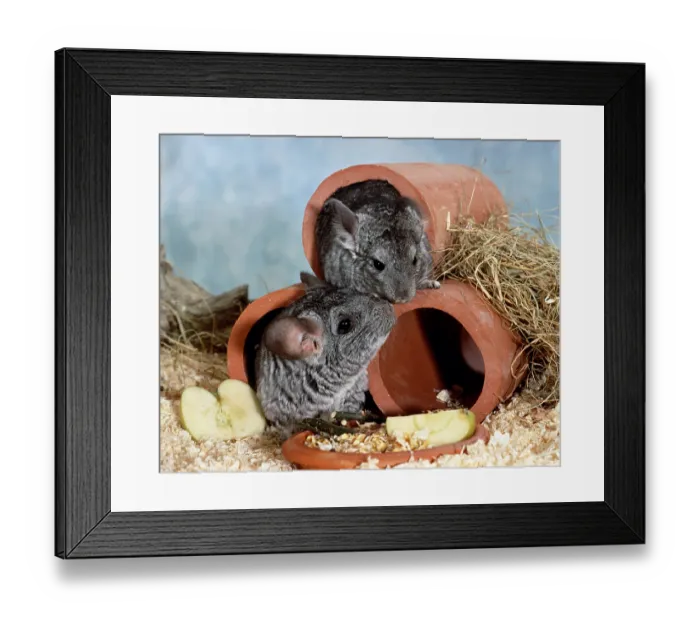 Framed Print : Long-tailed chinchillas (Chinchilla lanigera) Framed Print : Long-tailed chinchillas (Chinchilla lanigera)