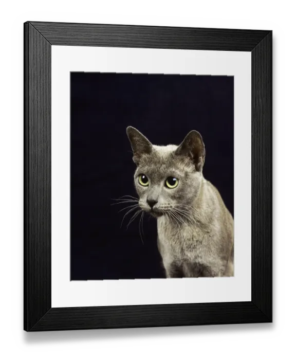 Framed Print : Blue Burmese domestic cat, portrait of an adult against the background of the reverse side