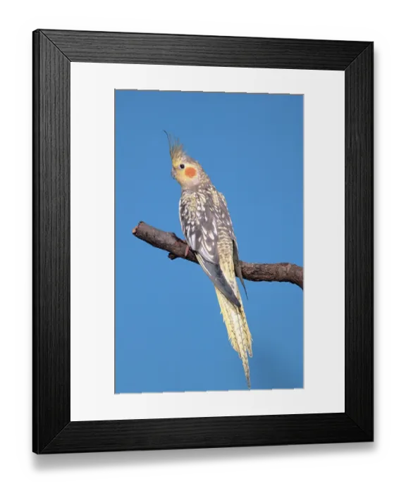 Framed Print : Cockatiel (Nymphicus hollandicus), female