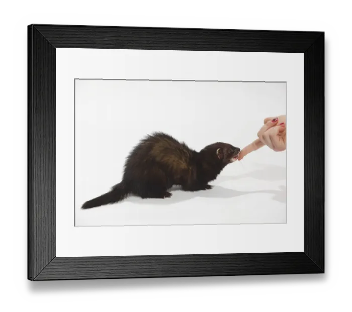 Framed Print : Ferret (Mustela putorius forma domestica) licks food off finger