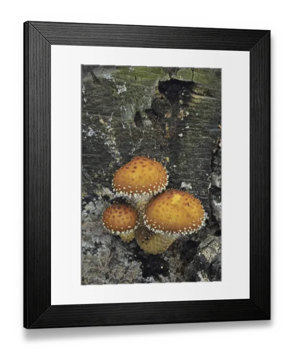 Framed Print : Flaming Scalycap (Pholiota flammans) fruiting bodies Framed Print : Flaming Scalycap (Pholiota flammans) fruiting bodies