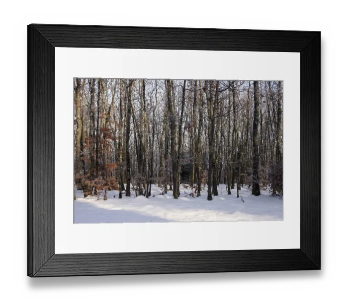 Framed Print : In the winter forest
