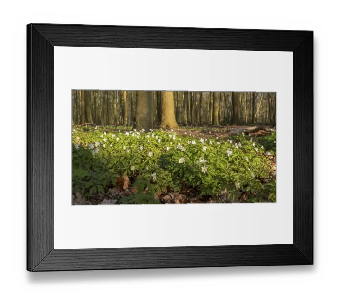 Framed Print : Wood anemone (Anemone nemorosa) on forest floor