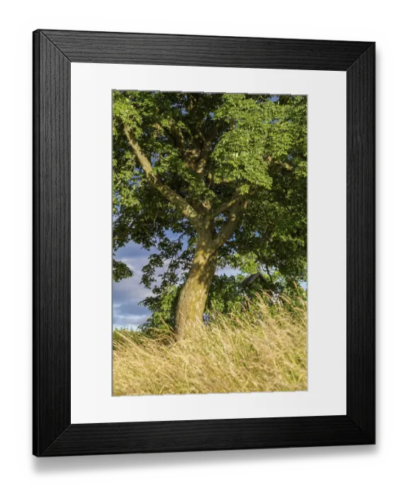 Framed Print : Single tree in a summer meadow in the Selketal Harz Mountains