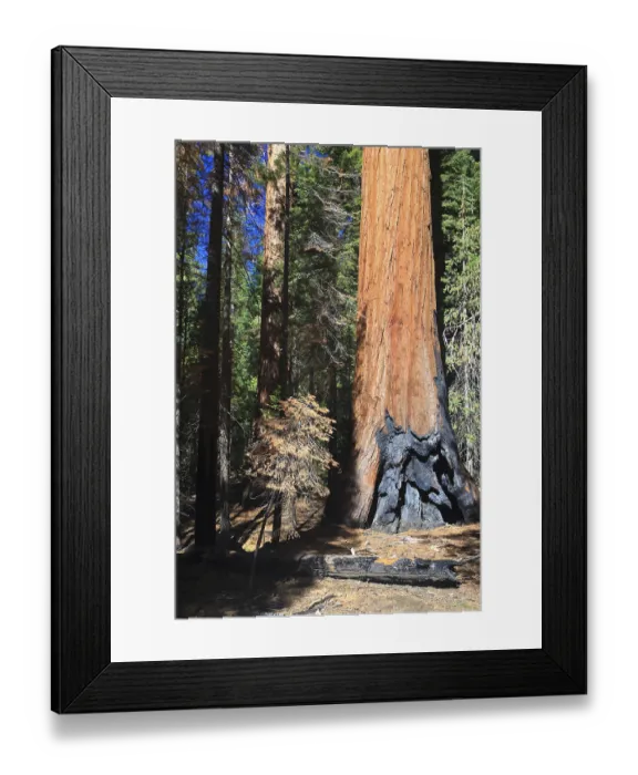 Framed Print : Sequoias in Foresta, Yosemite West