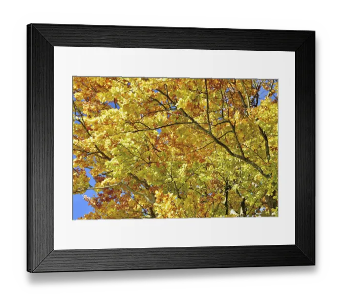 Framed Print : Beech (Fagus sylvestris), autumn leaves Bayern