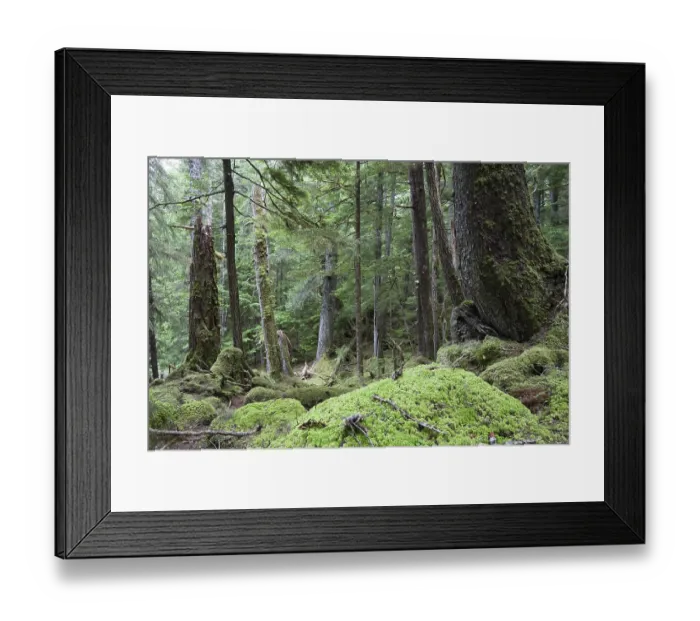 Framed Print : Virgin Coniferous Forest, Inside Passage Framed Print : Virgin Coniferous Forest, Inside Passage