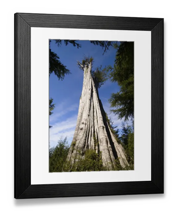 Framed Print : Biggest Western Red Cedar Tree of the world (Thuja plicata) Framed Print : Biggest Western Red Cedar Tree of the world (Thuja plicata)