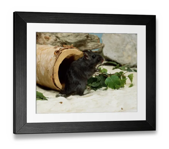 Framed Print : Gerbil, black (Meriones unguiculatus)