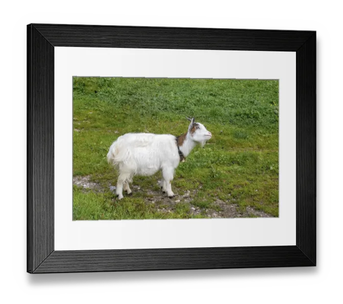 Framed Print : Dwarf goat in a meadow, Hinterriss, Tyrol, Austria Framed Print : Dwarf goat in a meadow, Hinterriss, Tyrol, Austria
