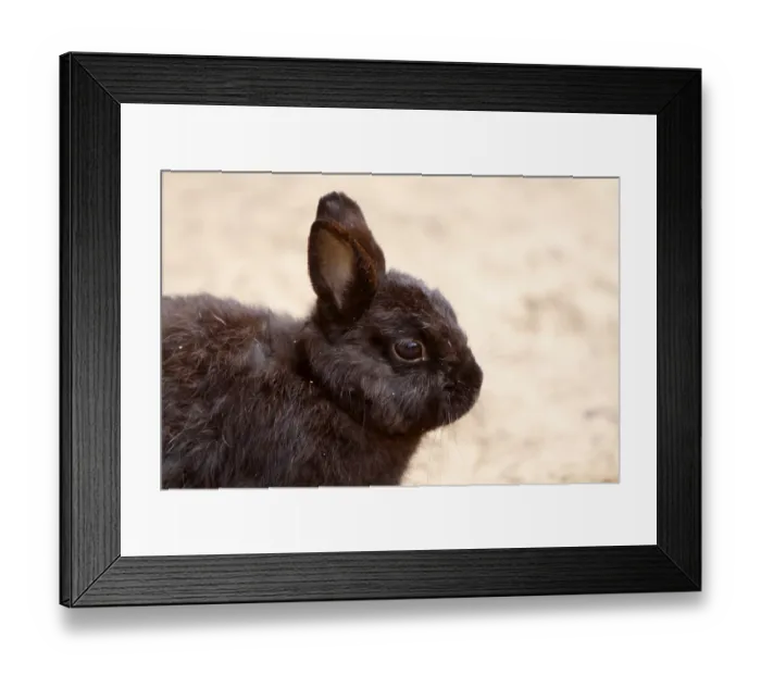 Framed Print : Rabbit Framed Print : Rabbit