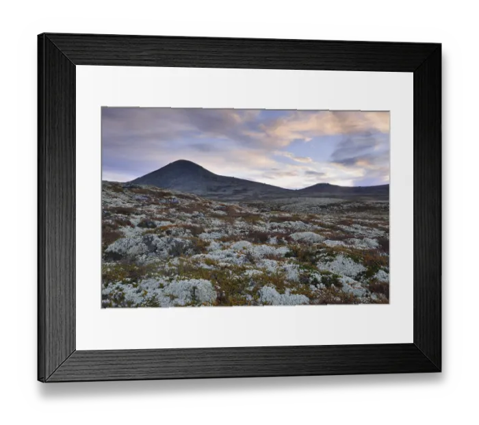 Framed Print : Reindeer Lichen (Cladonia rangiferina)