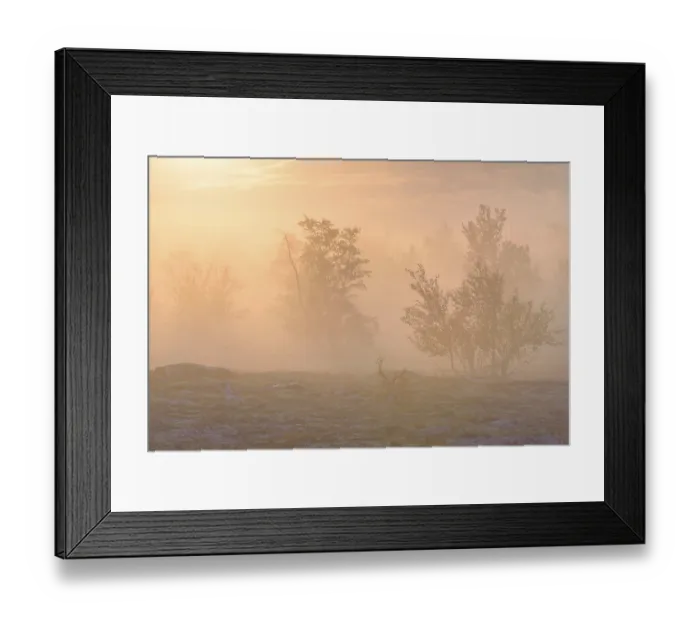 Framed Print : Downy Birch trees (Betula pubescens) and Reindeer Lichen (Cladonia rangiferina)