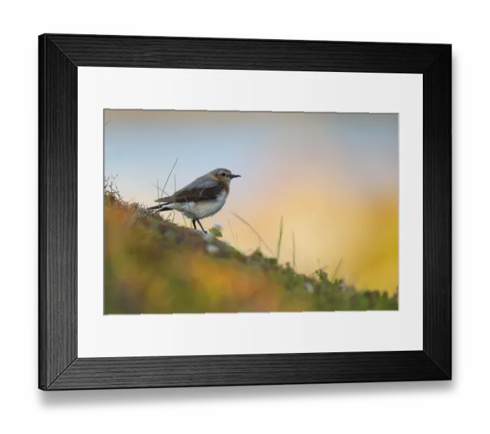 Framed Print : Northern wheatear (Oenanthe oenanthe)