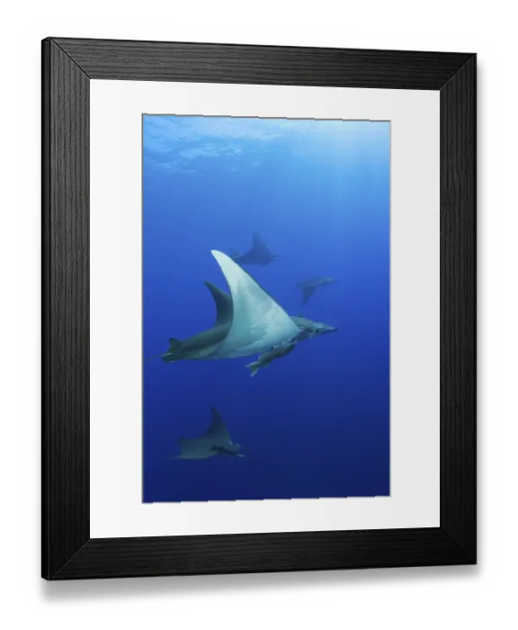 Framed Print : Sickle-fin mobulas, Mobula tarapacana