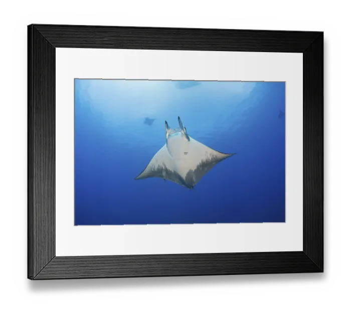 Framed Print : Sicklefin Mobula, Mobula tarapacana