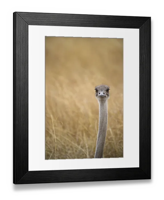 Framed Print : Common Ostrich (Struthio camelus)