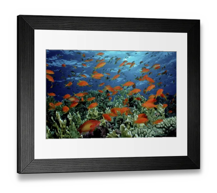 Framed Print : Lyretail Anthias (Pseudanthias squamipinnis) Framed Print : Lyretail Anthias (Pseudanthias squamipinnis)