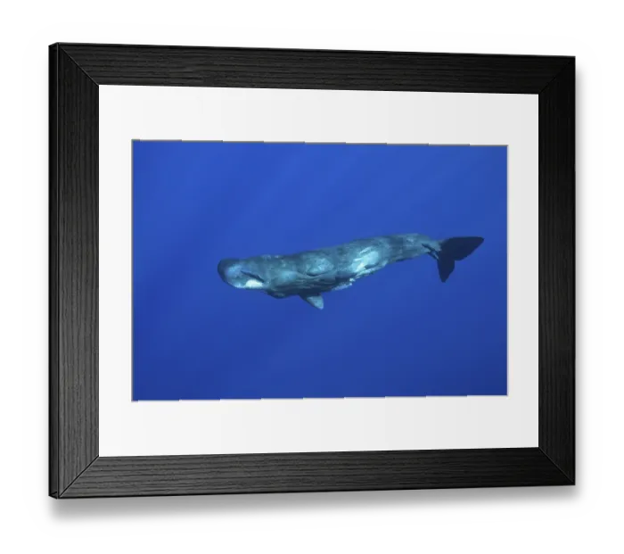 Framed Print : Sperm whale (Physeter macrocephalus)