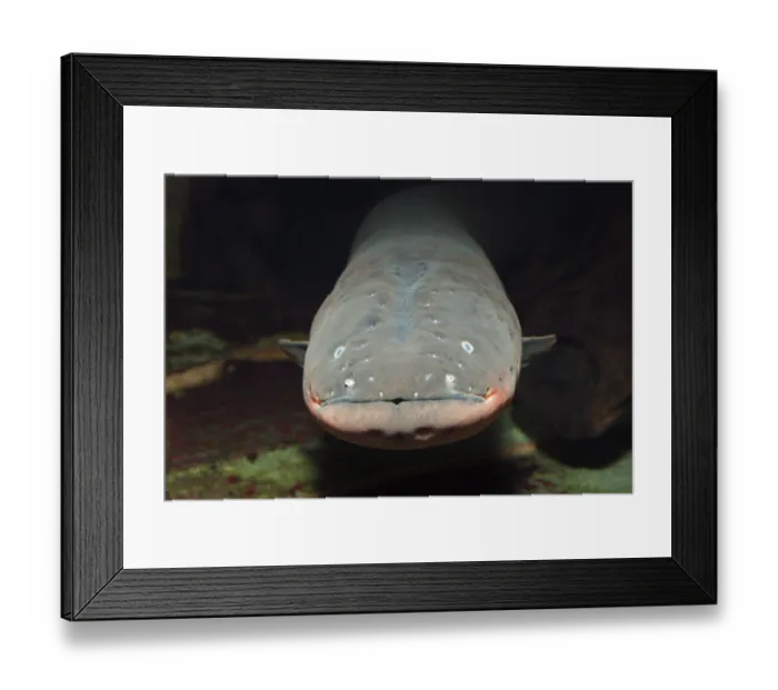Framed Print : Electric eel (Electrophorus electricus), Venezuela