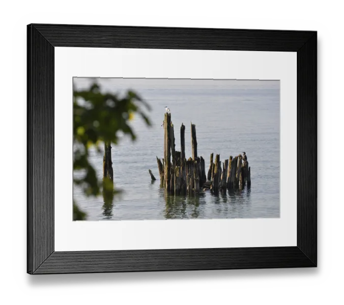 Framed Print : Black-headed Gull (Chroicocephalus ridibundus) on groyne at Lake Constance