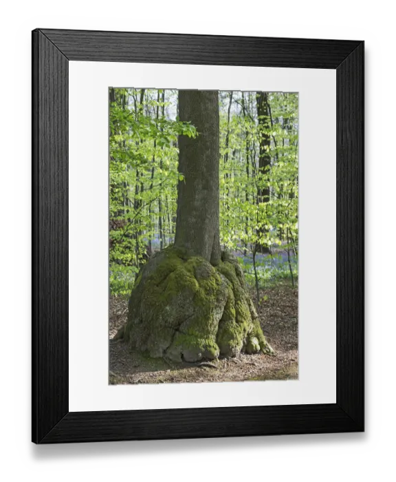 Framed Print : Burl, woody tuber, root wood, beech