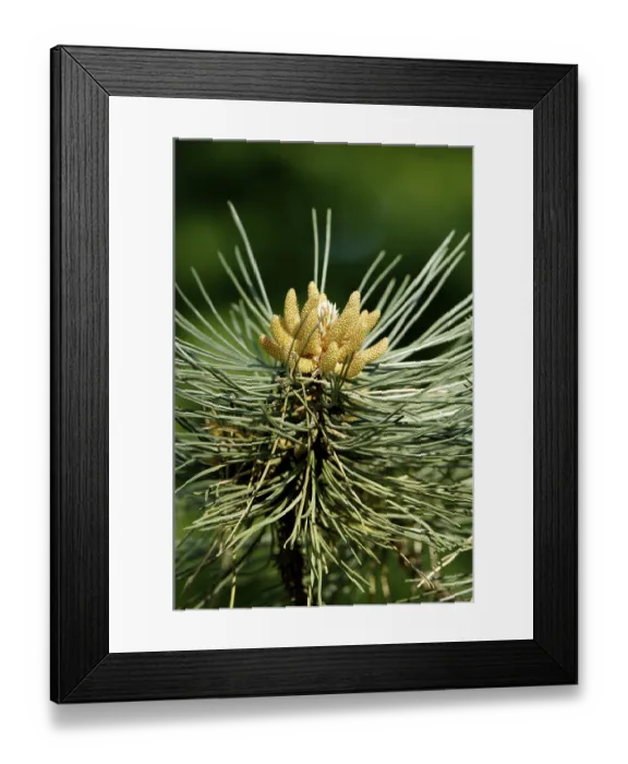 Framed Print : Scots pine (Pinus sylvestris), male flowers