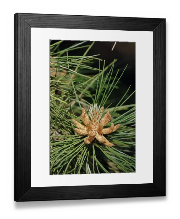 Framed Print : Scots pine (Pinus sylvestris), male flowers