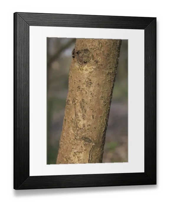 Framed Print : Chinese Witch-hazel (Hamamelis mollis) close-up of trunk