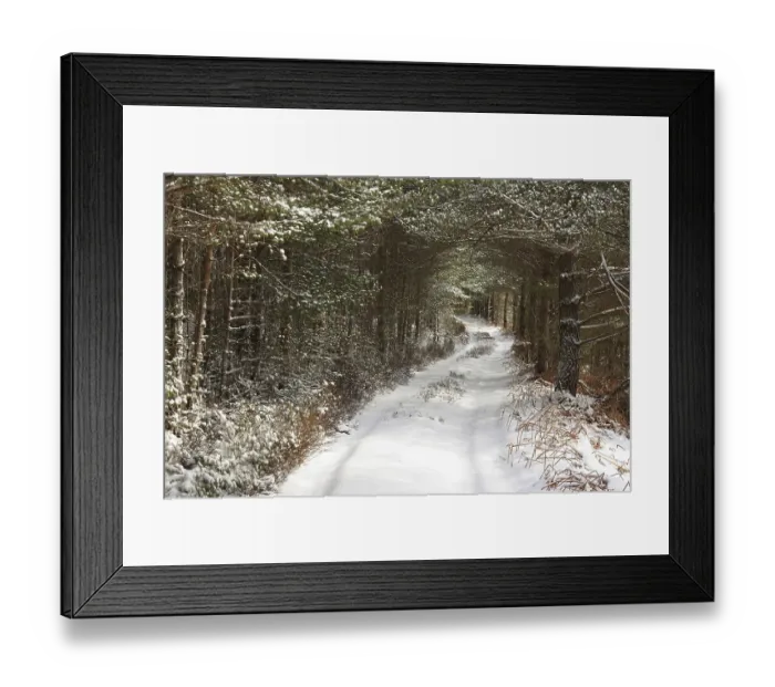 Framed Print : Scots Pine (Pinus sylvestris) forest habitat and track in snow Framed Print : Scots Pine (Pinus sylvestris) forest habitat and track in snow