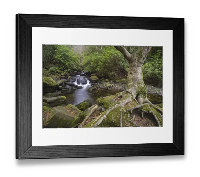 Framed Print : Tree and woodland stream roots