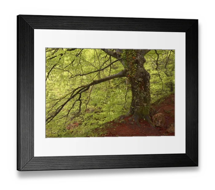 Framed Print : Beech trees, River Urederra, near its source