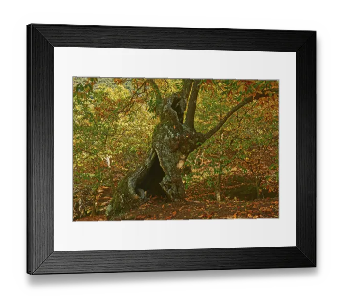 Framed Print : Autumn, chestnut forest (Castanea sativa) Framed Print : Autumn, chestnut forest (Castanea sativa)