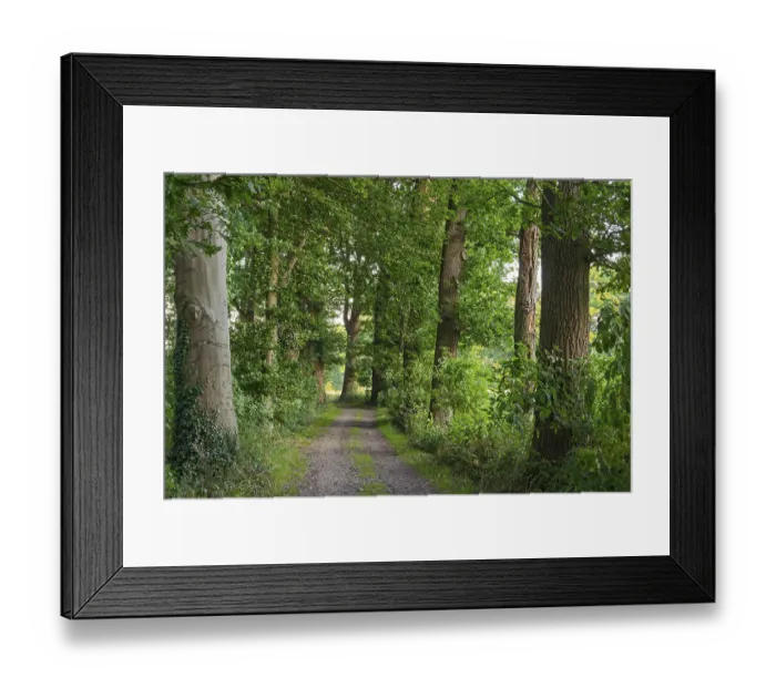 Framed Print : Allee, Dinklage, Dinklager Burgwald Framed Print : Allee, Dinklage, Dinklager Burgwald