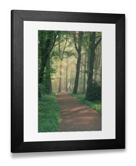 Framed Print : Path through deciduous forest on a spring morning Framed Print : Path through deciduous forest on a spring morning
