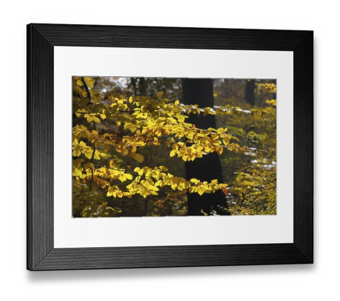 Framed Print : Foliage, forest in autumn, near Maulbronn Framed Print : Foliage, forest in autumn, near Maulbronn