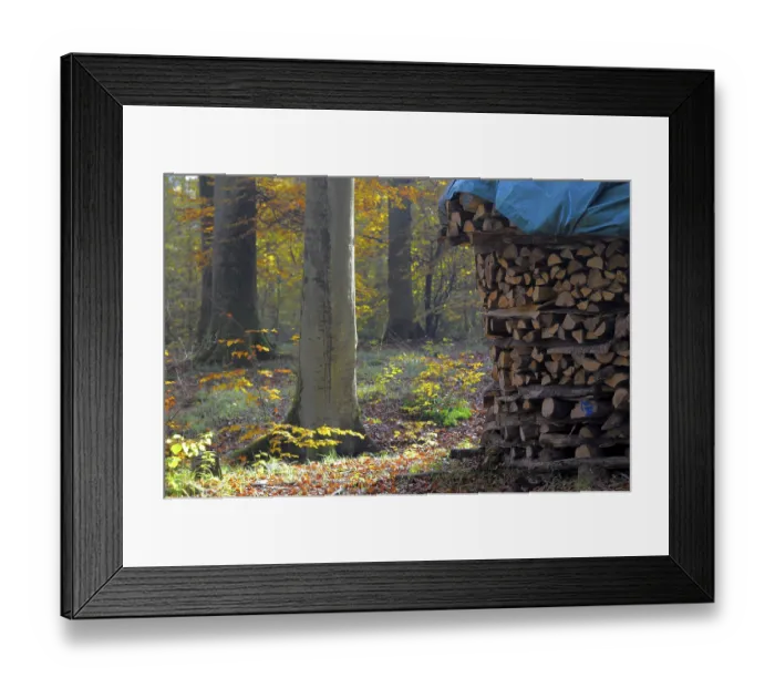Framed Print : Leaves, forest in autumn, piles of firewood in the forest