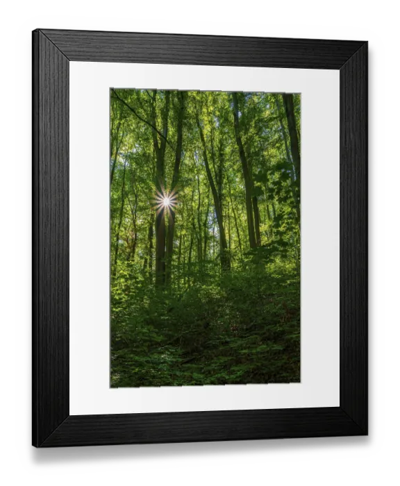 Framed Print : Sun star in a deciduous forest