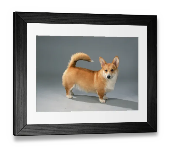 Framed Print : Welsh Corgi Pembroke, 6 months Framed Print : Welsh Corgi Pembroke, 6 months