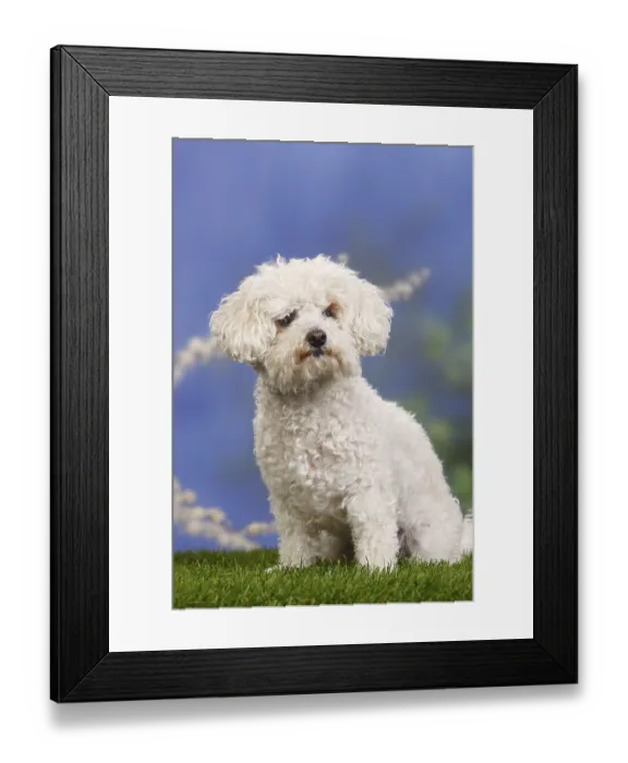 Framed Print : Bolognese dog