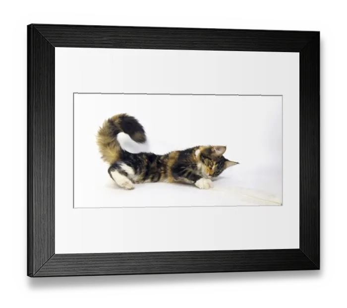 Framed Print : Brown Tortie Blotched Tabby and White Maine Coon Domestic Cat