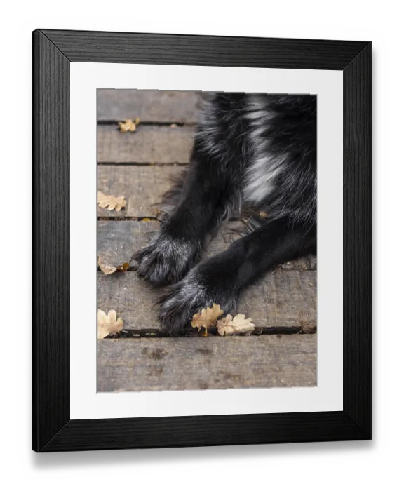 Framed Print : Close up dog paws outdoors Framed Print : Close up dog paws outdoors