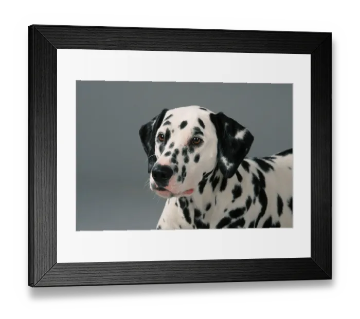 Framed Print : Dalmatian Framed Print : Dalmatian