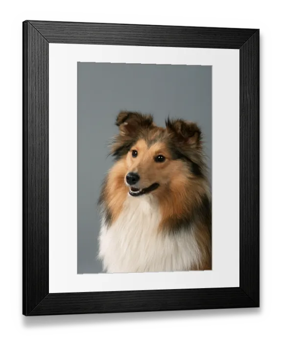 Framed Print : Shetland-Schaferhund, Sheltie Shetland-Sch?ferhund Framed Print : Shetland-Schaferhund, Sheltie Shetland-Sch?ferhund