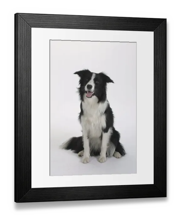 Framed Print : Border Collie