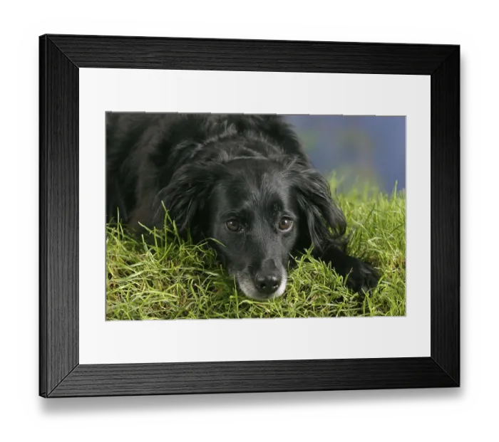 Framed Print : Interracial dog Framed Print : Interracial dog